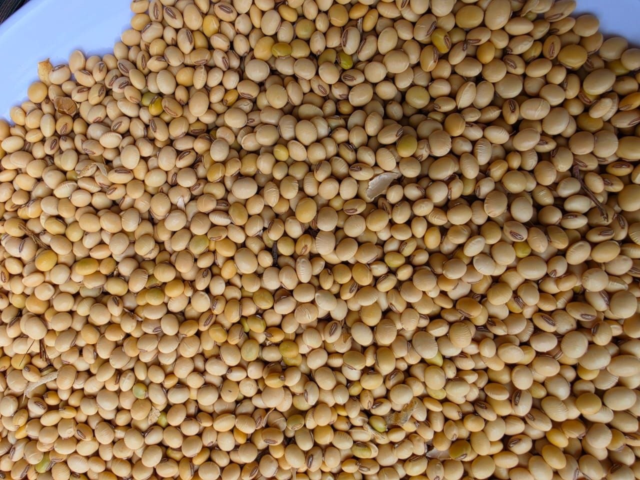 Soya beans